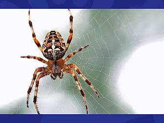Gift Grub: Spider Season Has M...